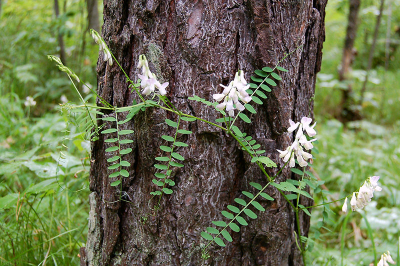 Image of Vicia sylvatica specimen.