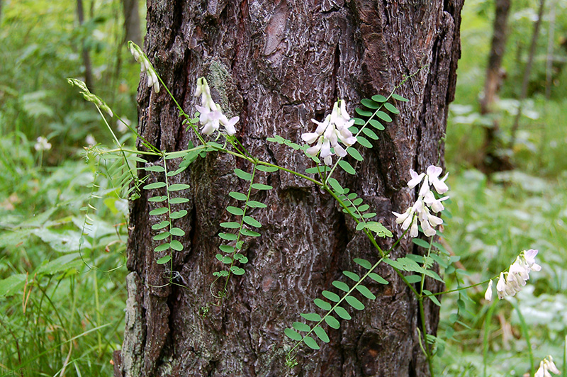 Изображение особи Vicia sylvatica.