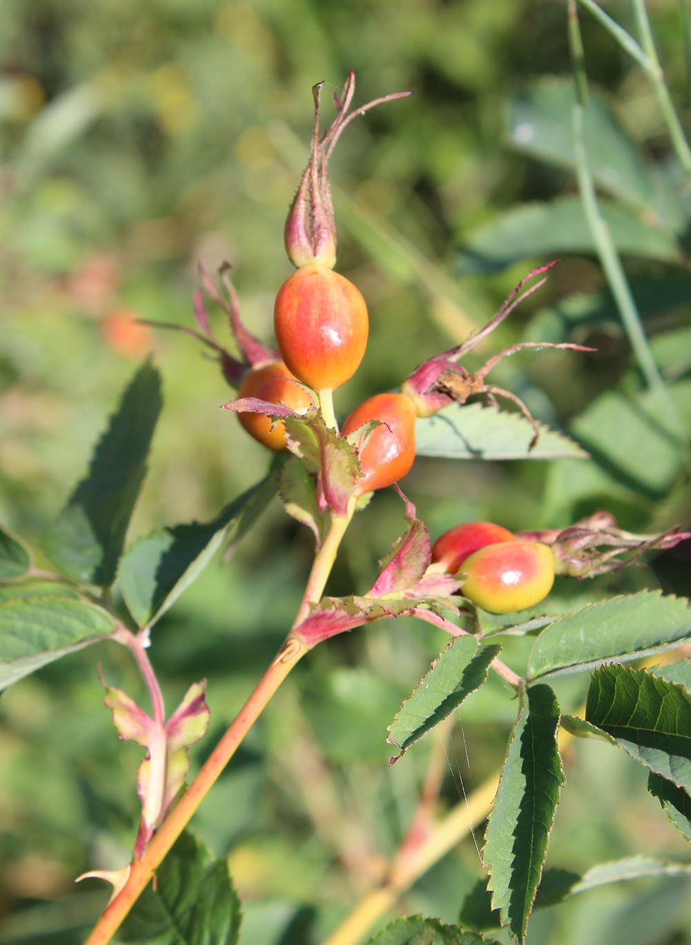 Image of Rosa glabrifolia specimen.
