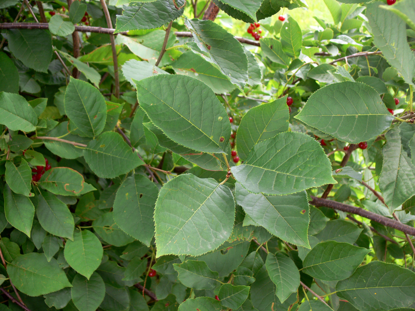 Изображение особи Padus virginiana.