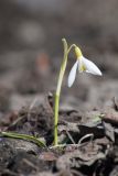 Galanthus nivalis. Цветущее растение. Мурманск, МГГУ, в культуре. 27.04.2016.