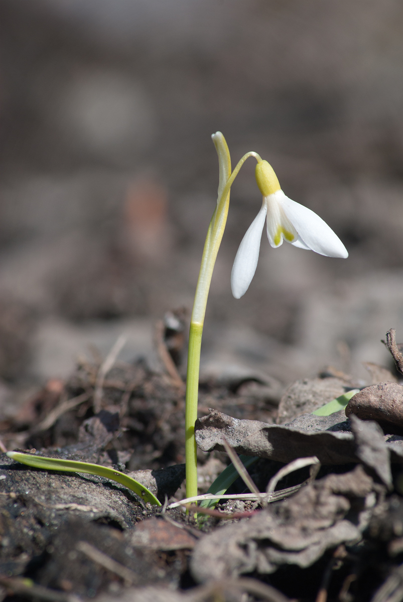 Изображение особи Galanthus nivalis.