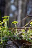 Chrysosplenium alternifolium. Цветущие растения. Свердловская обл., окр. г. Заречный, Черемшанское болото. 03.05.2016.