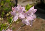 Rhododendron schlippenbachii