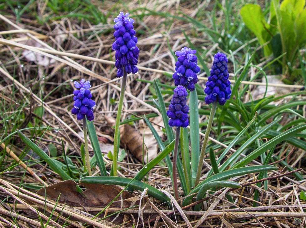 Изображение особи Muscari armeniacum.