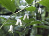 Polygonatum multiflorum