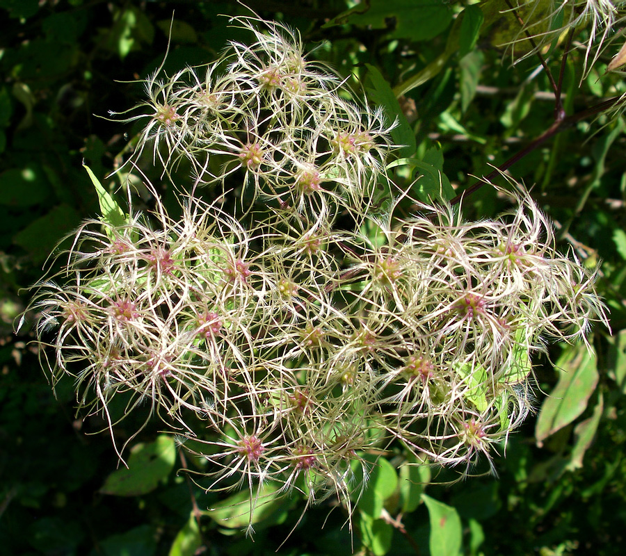 Изображение особи Clematis brevicaudata.