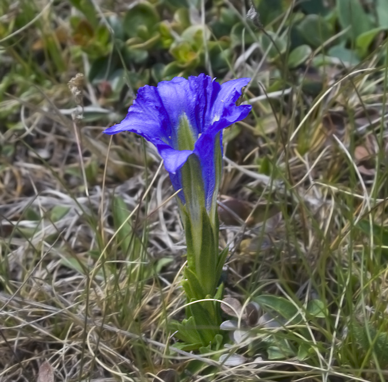 Image of Gentiana grandiflora specimen.