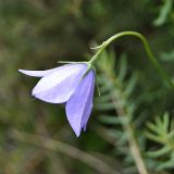 Campanula beauverdiana