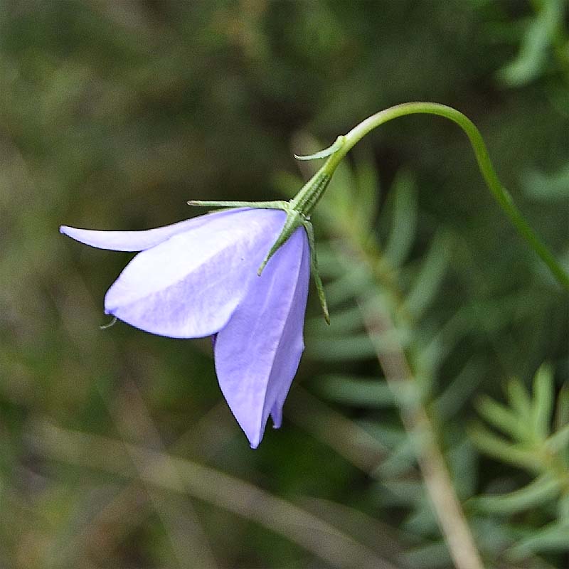 Изображение особи Campanula beauverdiana.