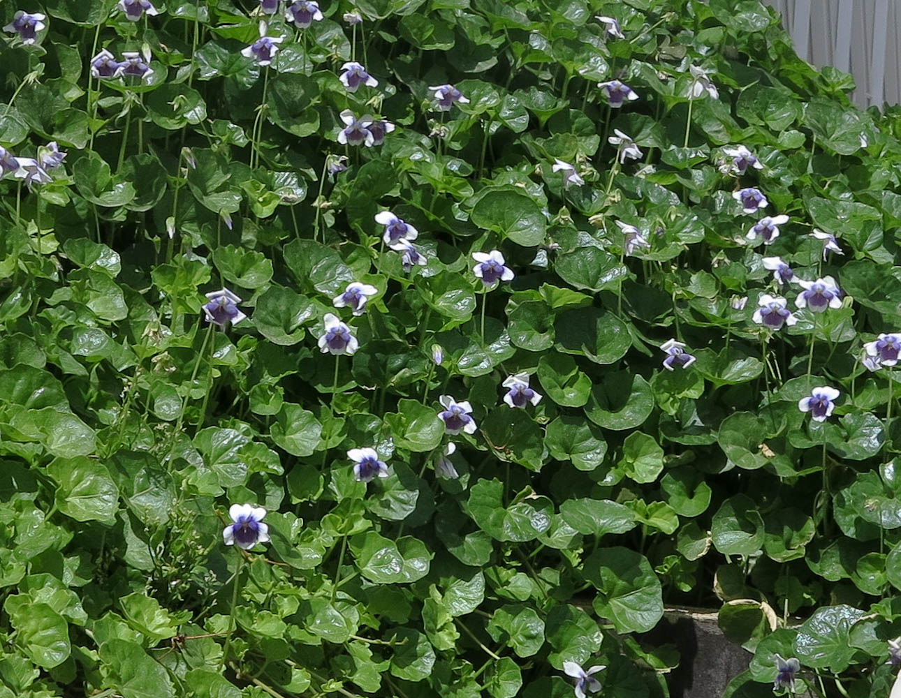 Изображение особи Viola hederacea.