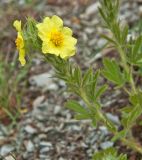 Potentilla callieri