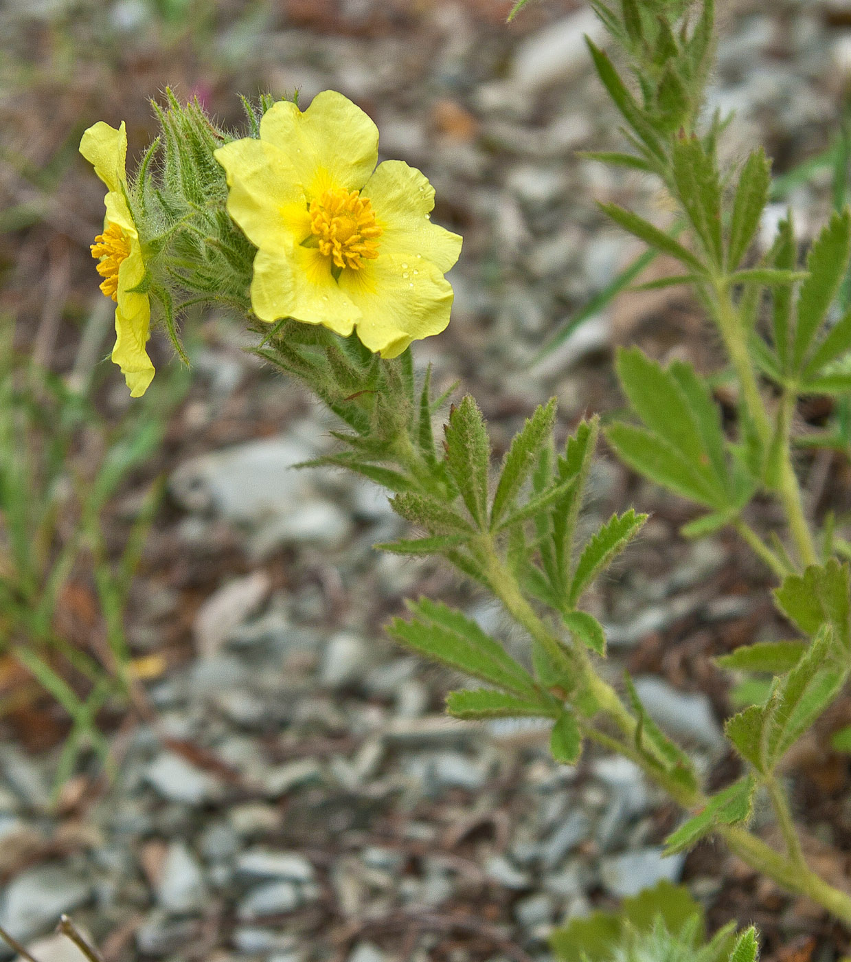 Изображение особи Potentilla callieri.