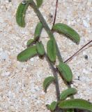 Kickxia sagittata