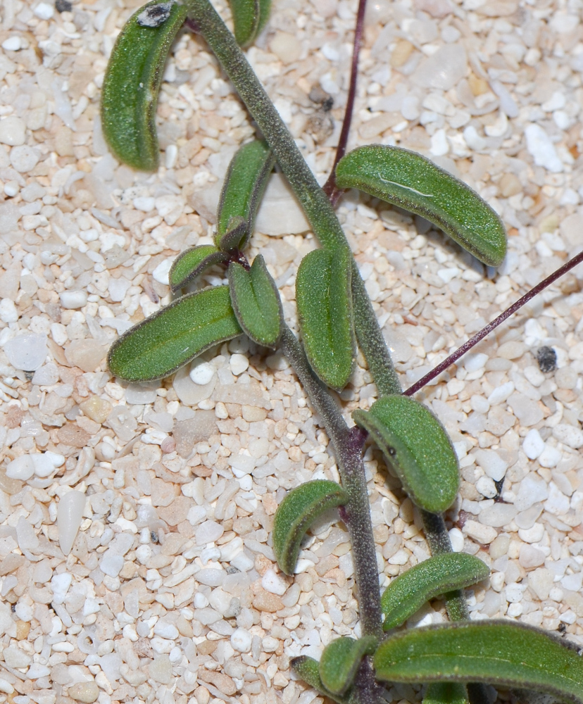 Image of Kickxia sagittata specimen.