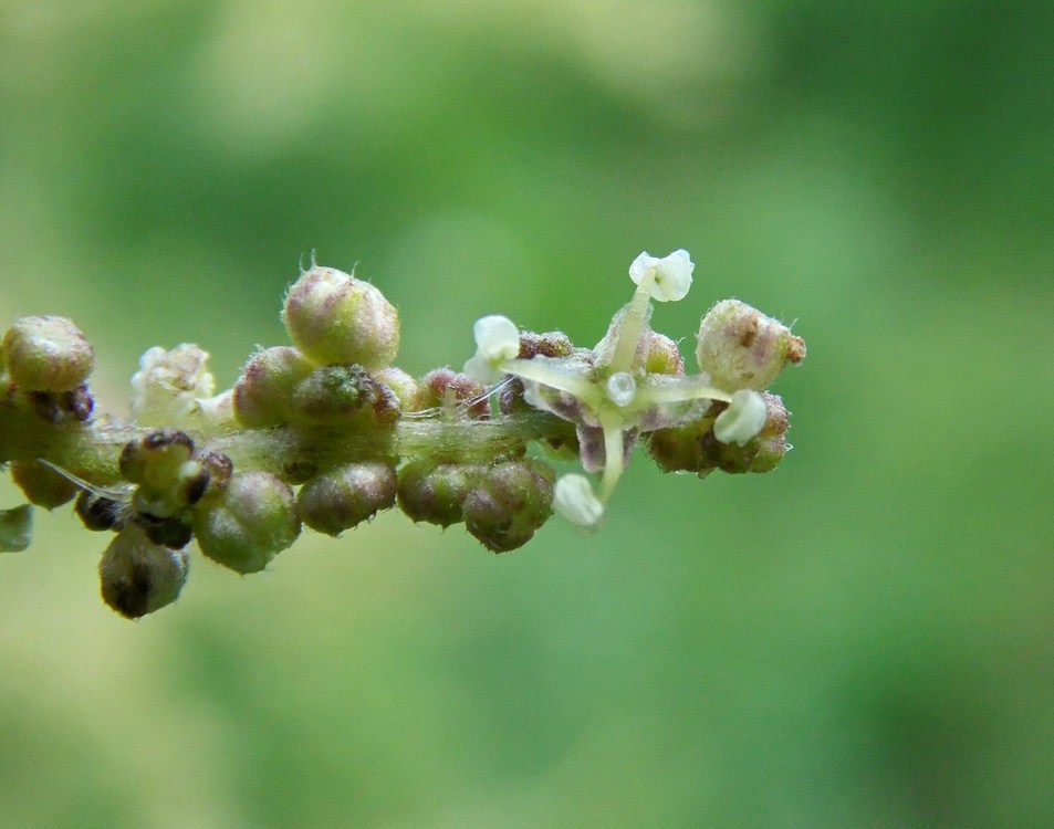 Изображение особи Urtica dioica.