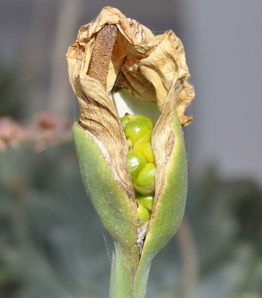 Изображение особи Zantedeschia aethiopica.