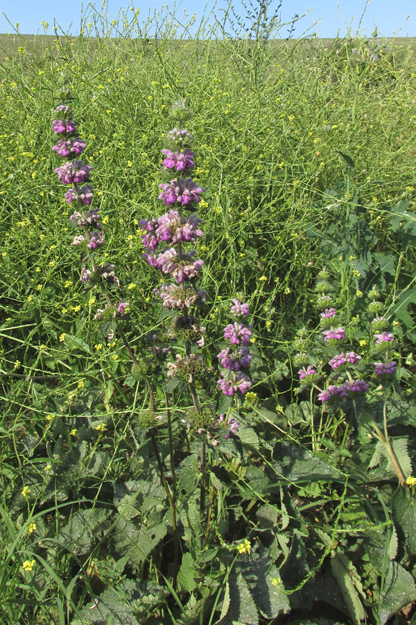 Image of Phlomoides hybrida specimen.