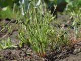 Juncus bufonius