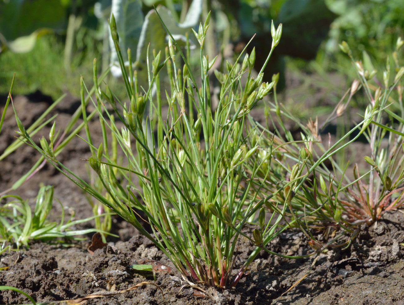 Изображение особи Juncus bufonius.