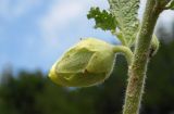 Alcea rugosa