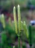 Lycopodium clavatum