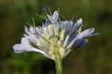 Cephalaria transsylvanica