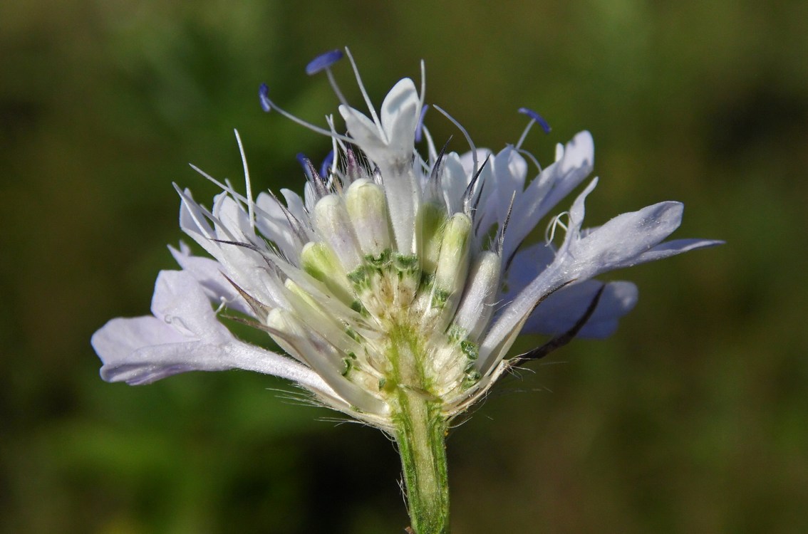 Изображение особи Cephalaria transsylvanica.