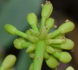 Image of taxon representative. Author is Татьяна Мальчинская
