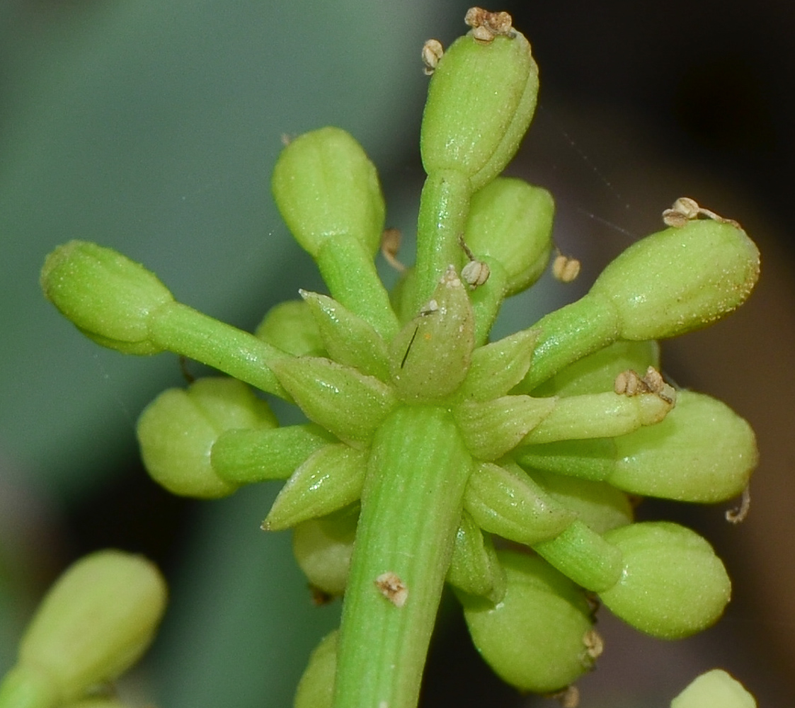 Image of Crithmum maritimum specimen.