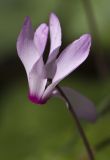 Cyclamen repandum подвид peloponnesiacum. Цветок. Греция, Пелопоннес, Мессения, влажный лес возле ущелья Фарангаки Перистерия. 29.03.2015.