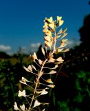 Capsella bursa-pastoris
