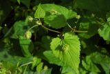 Humulus lupulus