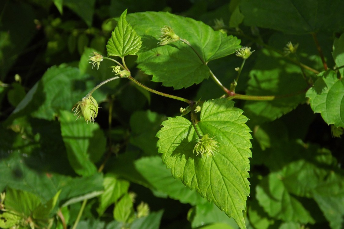 Image of Humulus lupulus specimen.