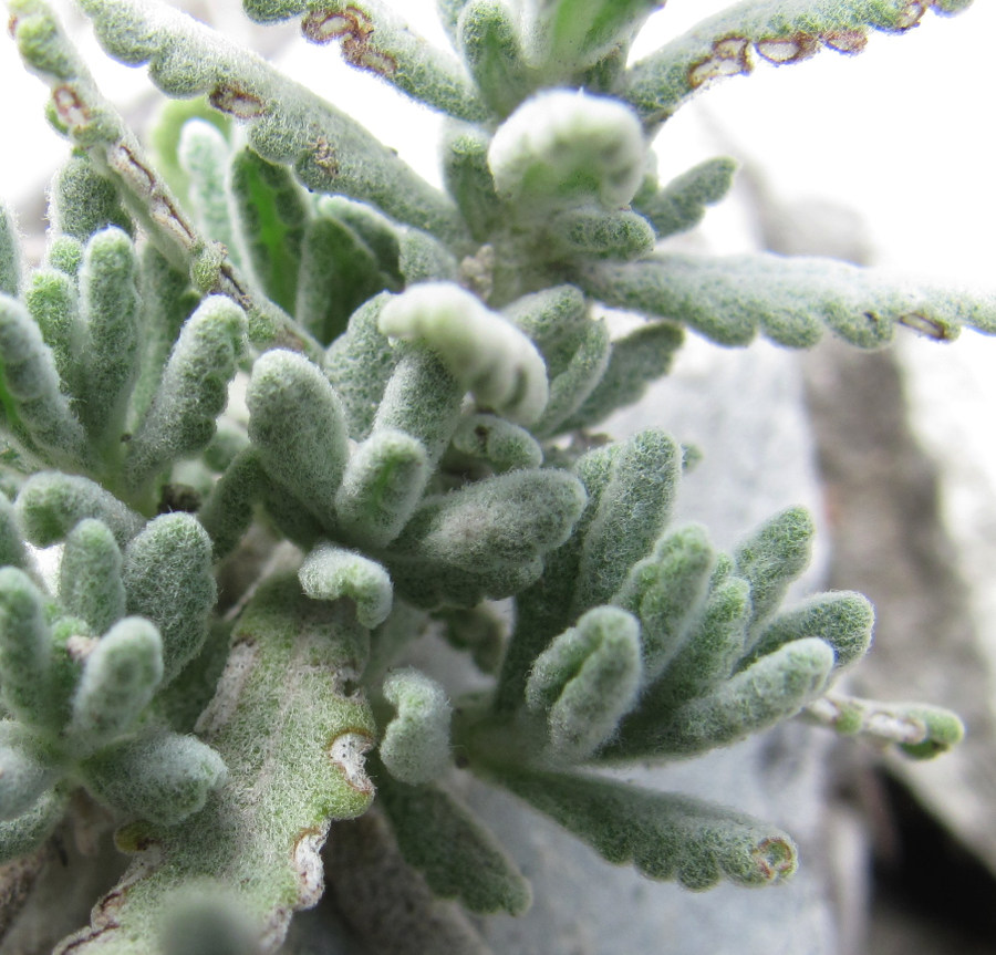 Image of Teucrium capitatum specimen.