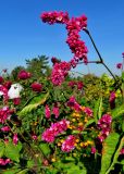 Persicaria orientalis