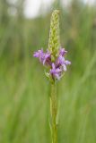 Gymnadenia densiflora. Верхушка побега с распускающимся соцветием. Ленинградская обл., Гатчинский р-н, окр. пос. Пудость, заболоченный луг в старом травертиновом карьере. 10.07.2016.