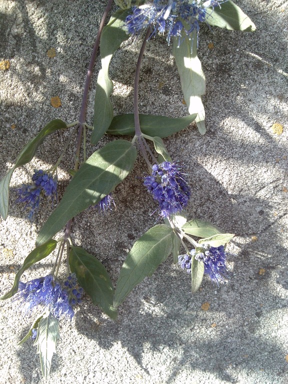 Изображение особи Caryopteris &times; clandonensis.