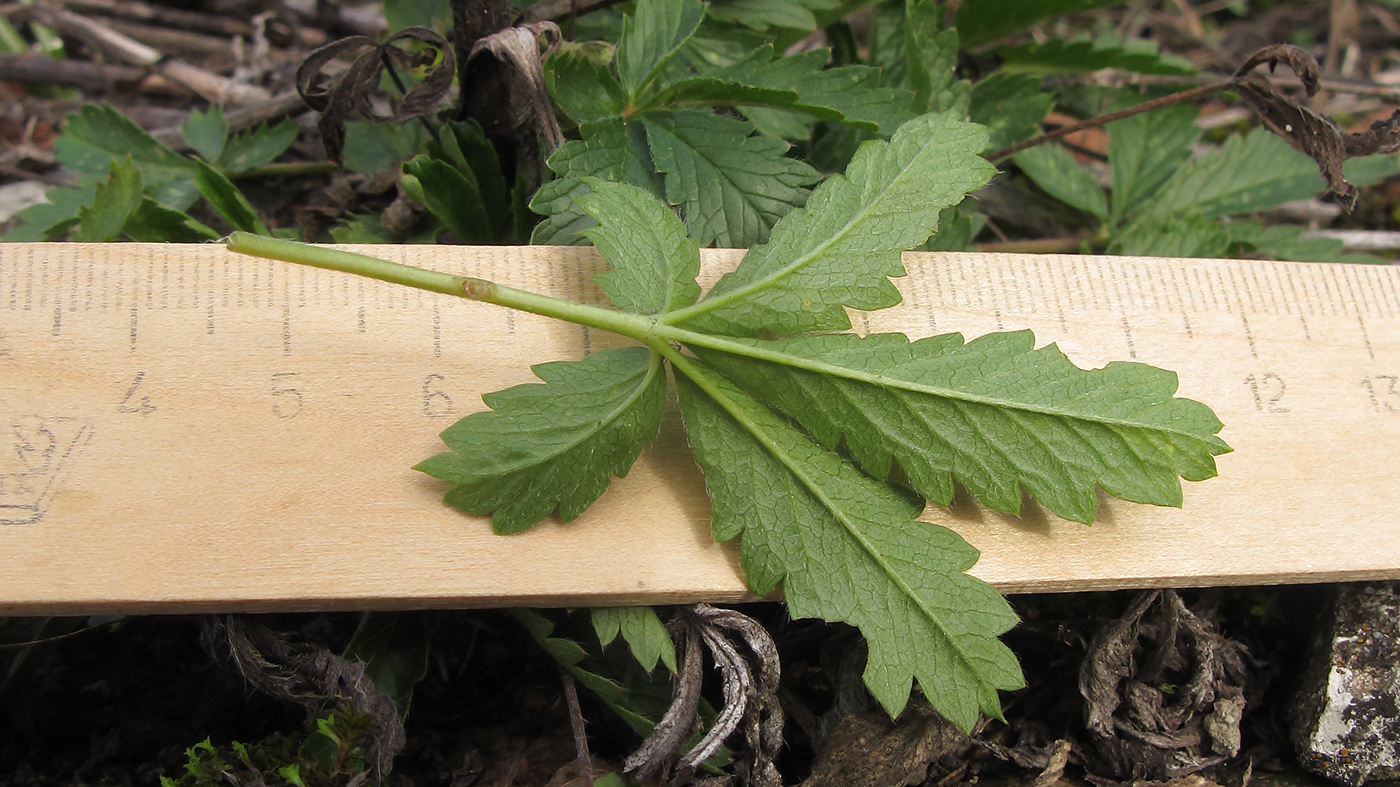 Изображение особи Potentilla recta.