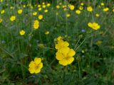 Potentilla goldbachii