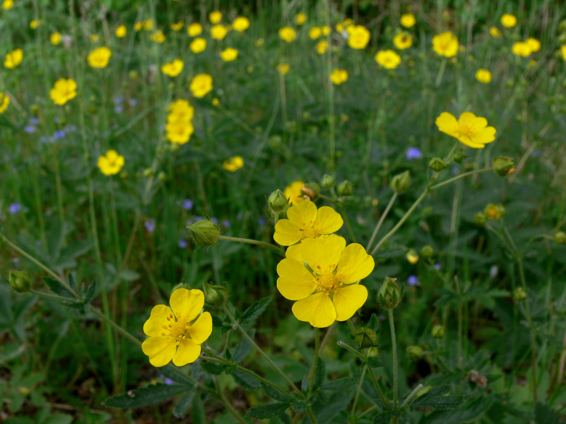 Изображение особи Potentilla goldbachii.