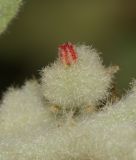 Chrozophora plicata