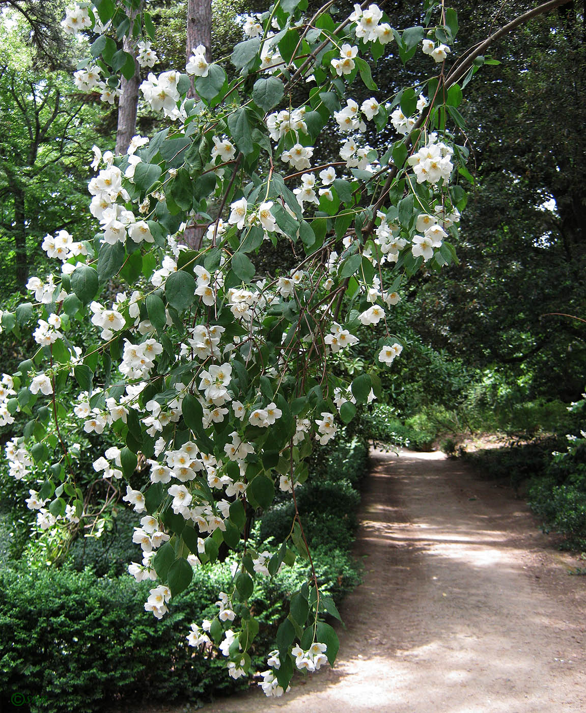 Image of Philadelphus coronarius specimen.