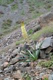 Eremurus lactiflorus