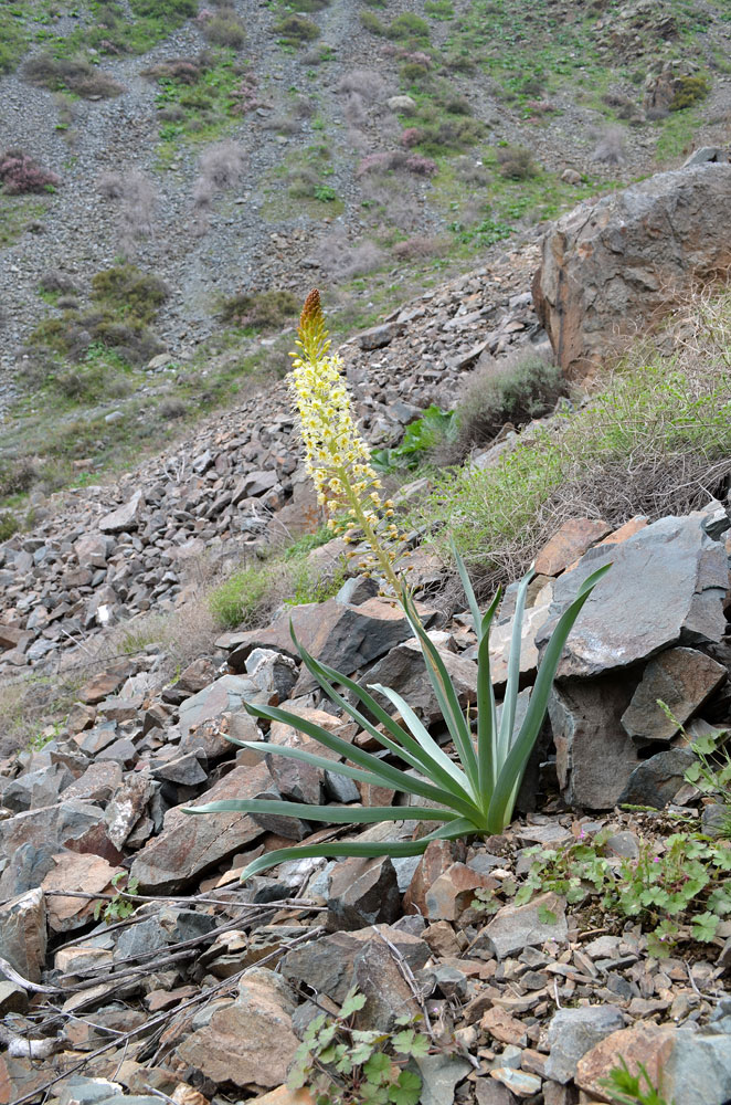 Image of Eremurus lactiflorus specimen.