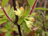 Lonicera edulis