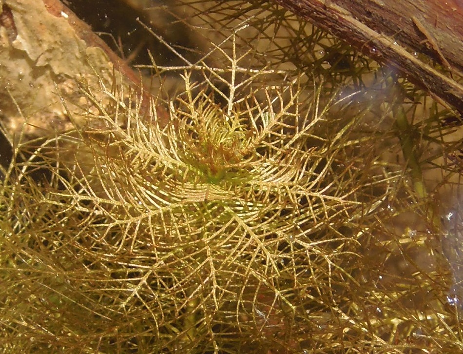 Image of Myriophyllum verticillatum specimen.