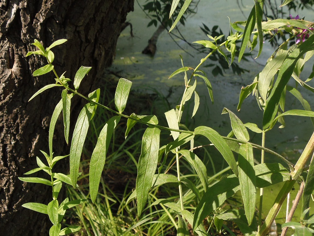 Image of Lythrum salicaria specimen.