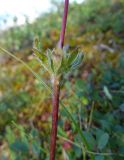 Anemonastrum sibiricum. Часть стебля с оберткой листьев. Чукотка, Иультинский р-н, долина р. Перевальной (приток р. Большой Осиновой). 03.08.2014.