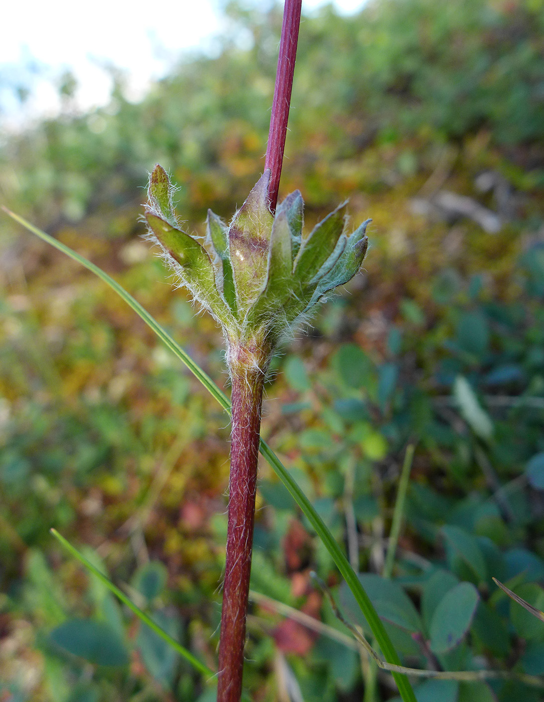 Image of Anemonastrum sibiricum specimen.